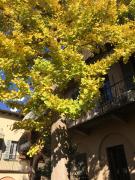 Top Cremona