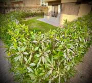 Sheikh Zayed Ground Floor Gem