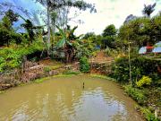 Top Ranau
