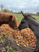 Wohnen in der ehemaligen Bauernstube