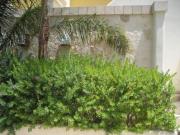 Top Baia Verde
