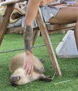 Capybara Zen Resort And Spa