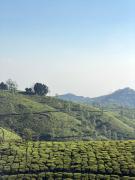 Top Thekkady
