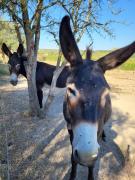 Domaine de lEnvolée