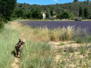 Top Allemagne-en-Provence