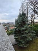 Top Albese Con Cassano