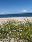 Romantic glamping in the forest near a sandy beach