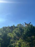 Peaceful Stream Coffee - Homestay