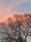 Shady Seringa Accommodation