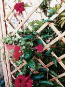 Top Porto SantʼElpidio