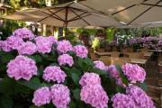 Top Sarteano
