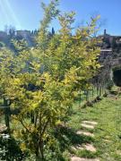 Top Volterra