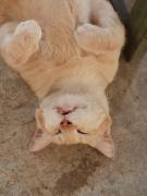 Farm House kohyaoyai