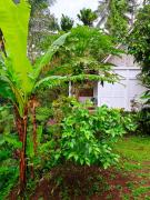 Top Banyuwangi