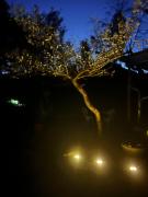 四万十リブリバー