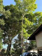 Top Panama