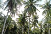 Top Ko Phangan