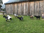 Apartment Pony-Ziegen-Hasen-Ranch in Bichlbach by Interhome