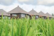 Top Ubud
