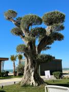 Rent-Apartament golem Durres Al