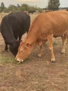 Top Narrabri