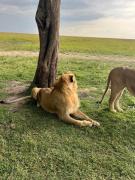 Top Narok