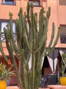 Top Marrakesz