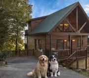 Dog-loving cabin Theater room Gorgeous views Dog-loving cabin Theater room Gorgeous views