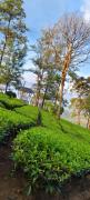 Top Vagamon