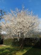 Top Colle di Buggiano