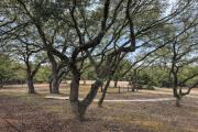 Top Boerne