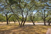 Top Boerne