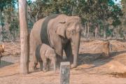 Top Sauraha