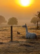 Chandelle Park Farm Stay