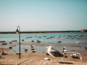 Top Cádiz