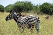 Top Marloth Park