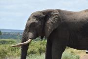 Top Marloth Park