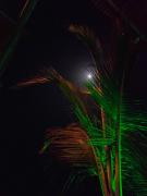 Playa Tortuga Cabaña