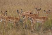 Anantara Tented Camp Kafue River