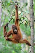 Top Bukit Lawang Top Bukit Lawang