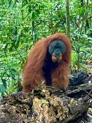 Top Bukit Lawang Top Bukit Lawang