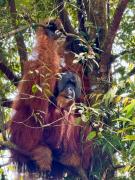 Top Bukit Lawang Top Bukit Lawang