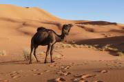 Top Merzouga