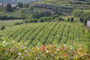 Top Soave