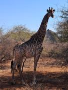 Top Marloth Park