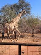 Top Marloth Park