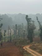 Top Arehalli