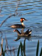 Lakefront Lodge with Hot Tub - Muscovy Lodge