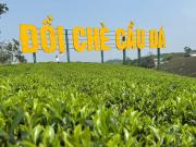 Top Ðại Từ