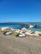 Top Kingscote